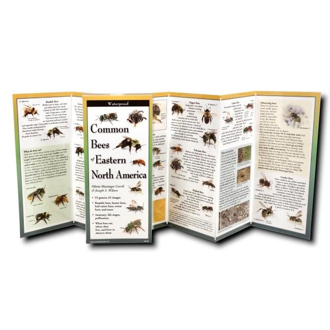 Common Bees of Eastern North America by Wilson, Joseph S.