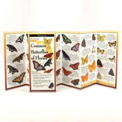 Common Butterflies of Florida by Cech, Rick