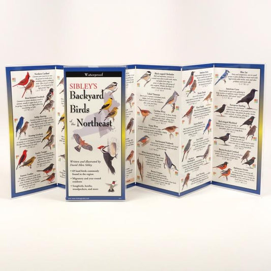 Sibley's Backyard Birds of the Northeast by Sibley, David